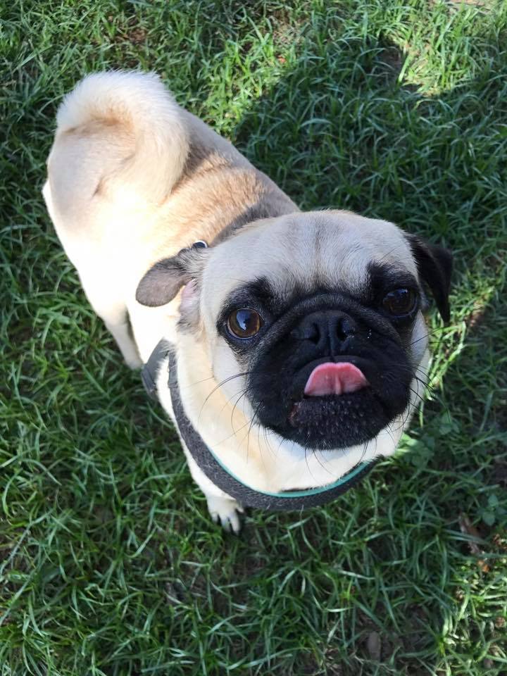 pug