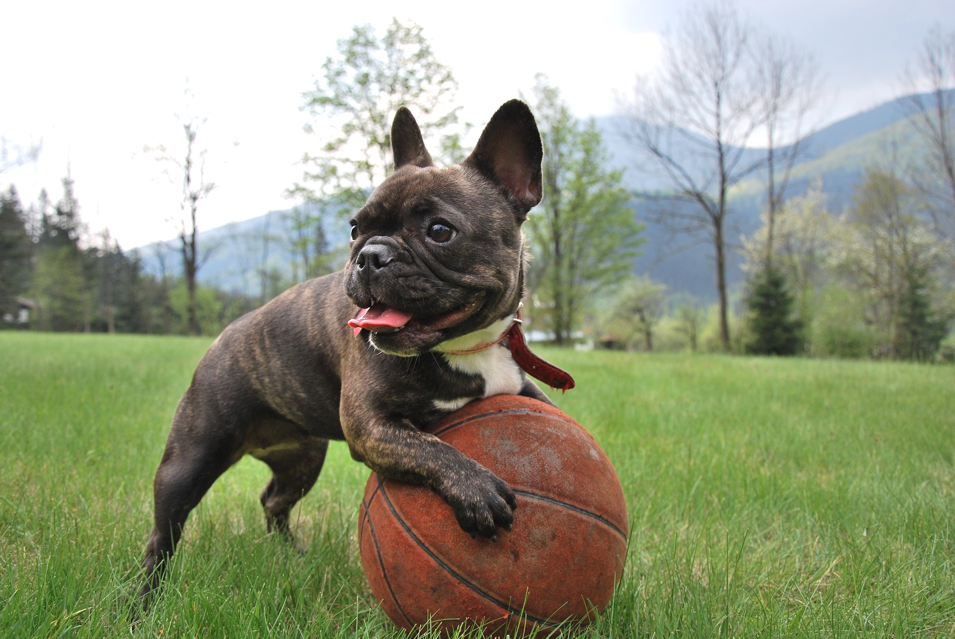 french bulldog