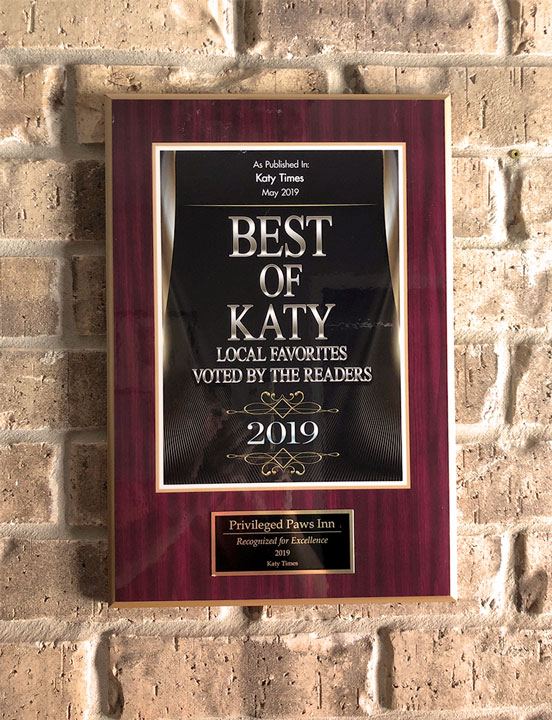 Best of Katy 2019