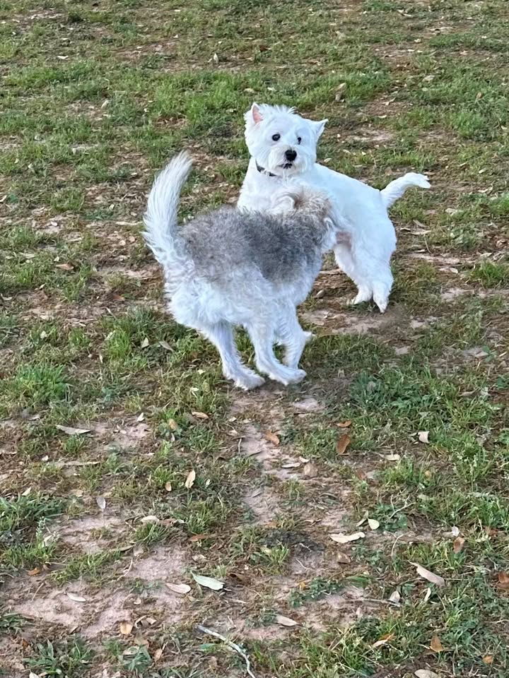 Privileged Paws Inn