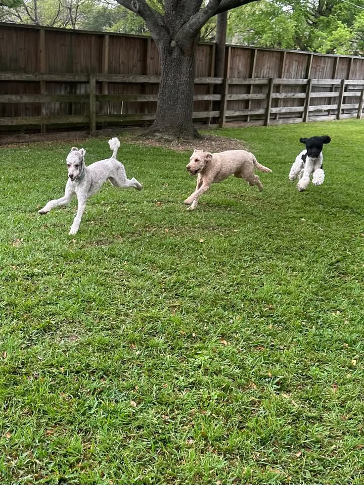 Privileged Paws Inn