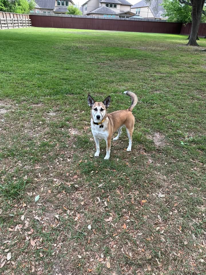 Privileged Paws Inn