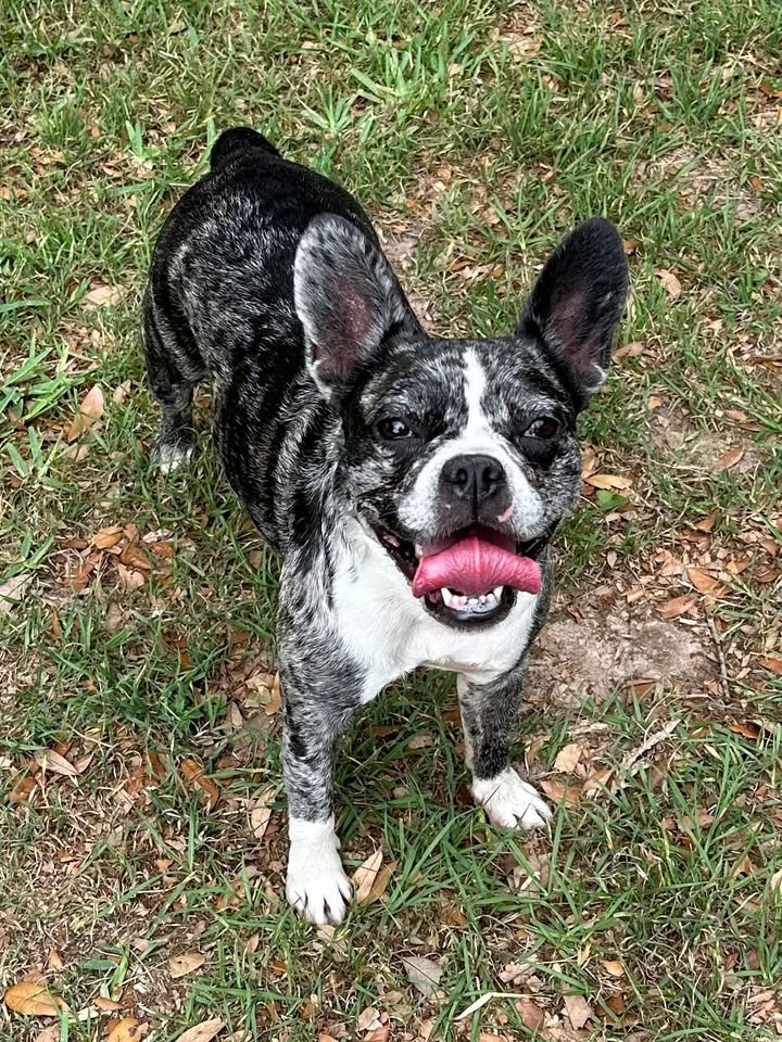Privileged Paws Inn