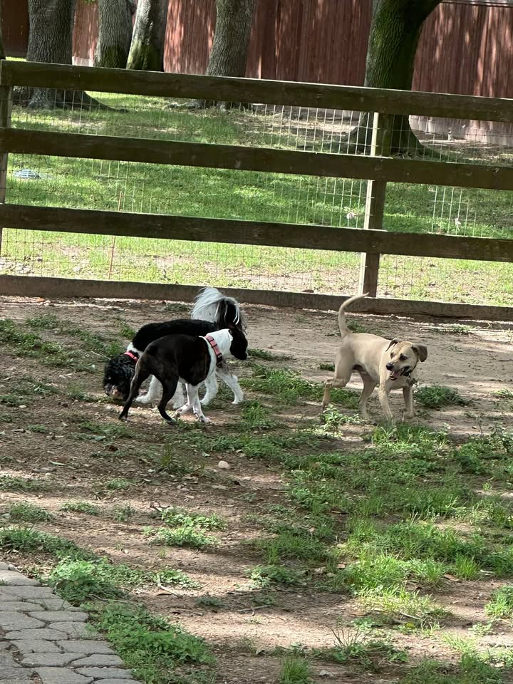 Privileged Paws Inn