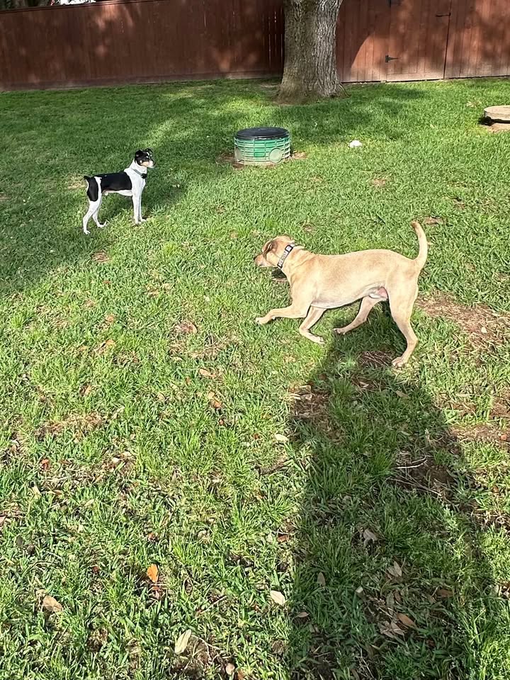 Privileged Paws Inn