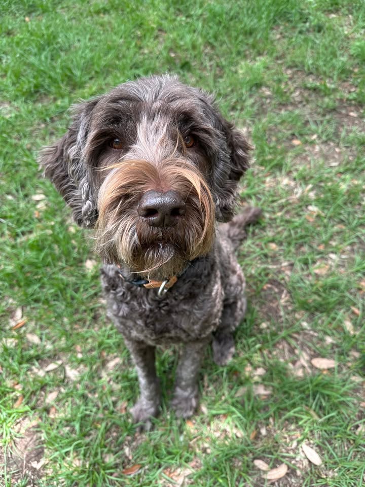Privileged Paws Inn