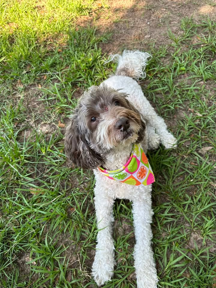 Privileged Paws Inn