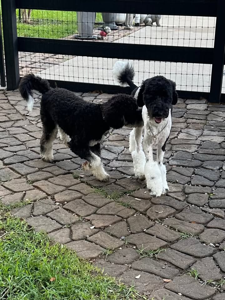 Privileged Paws Inn