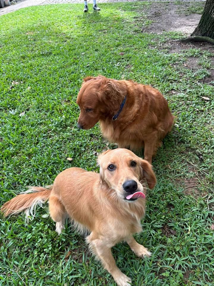 Privileged Paws Inn