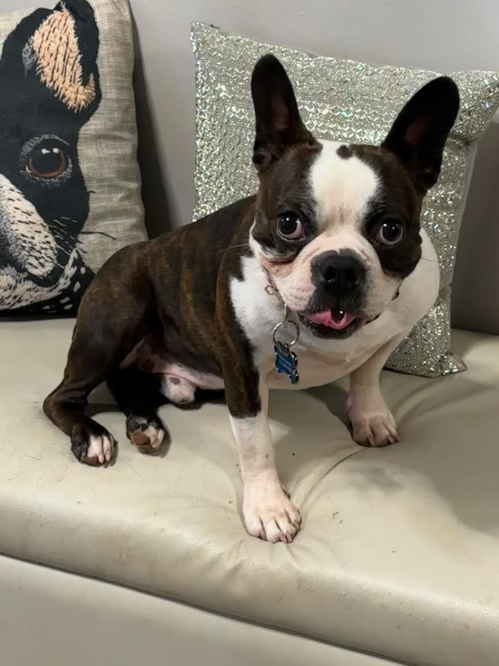 Privileged Paws Inn