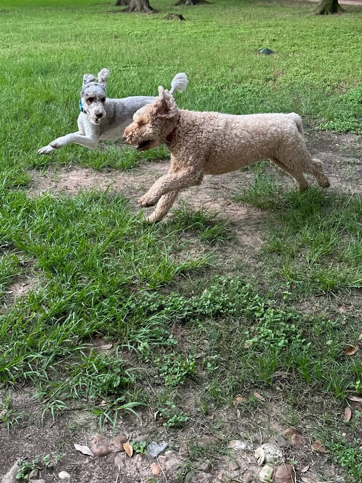 Privileged Paws Inn