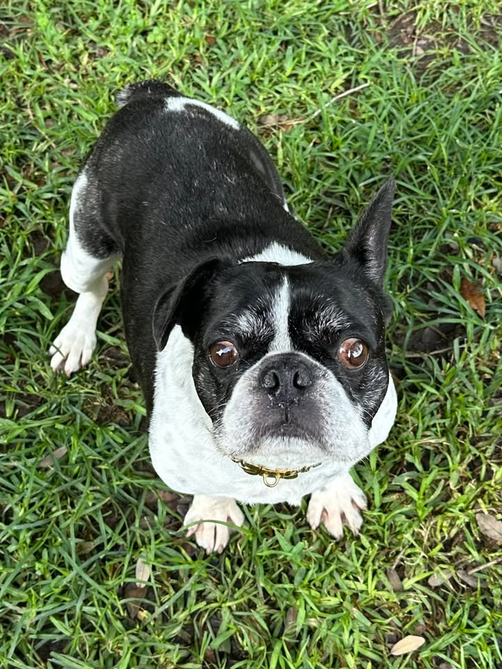 Privileged Paws Inn