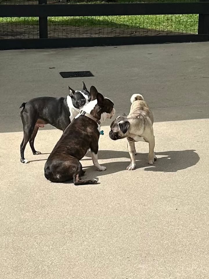 Privileged Paws Inn