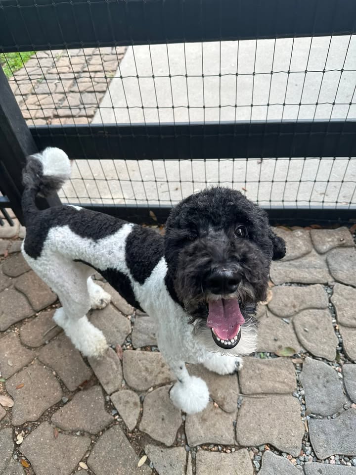 Privileged Paws Inn