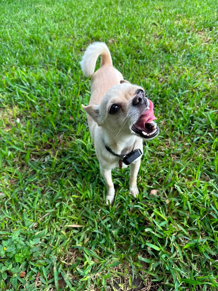 Privileged Paws Inn