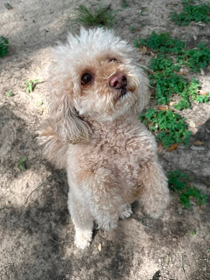 Privileged Paws Inn