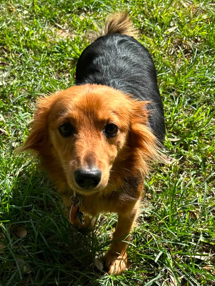 Privileged Paws Inn