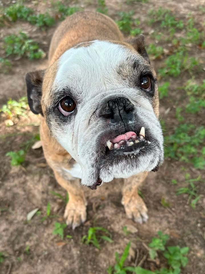 Privileged Paws Inn