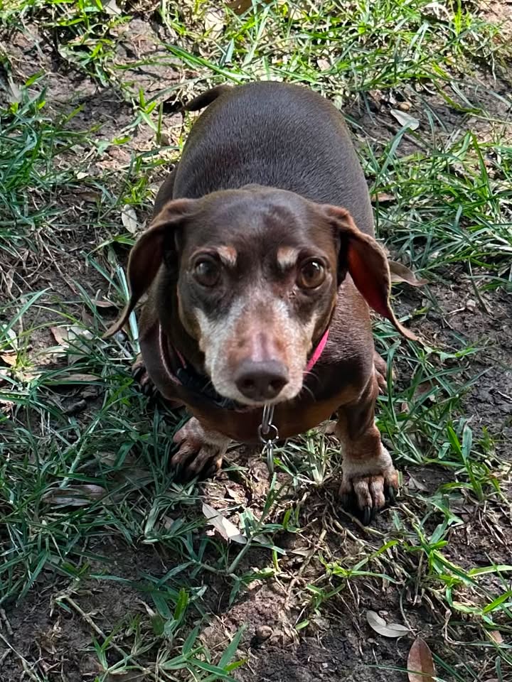 Privileged Paws Inn