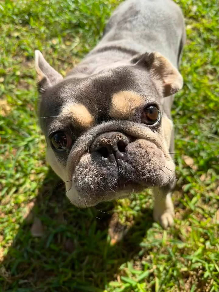 Privileged Paws Inn