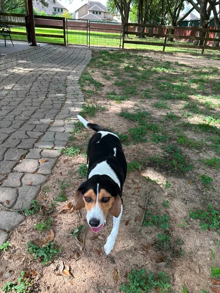 Privileged Paws Inn