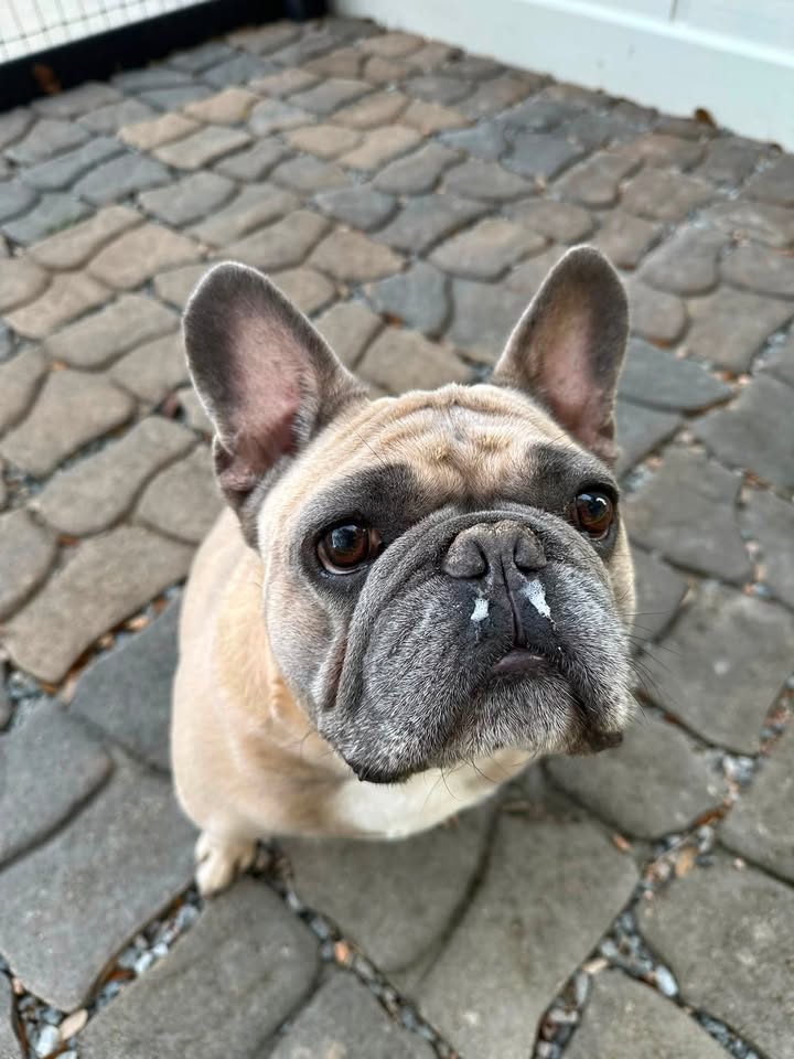 Privileged Paws Inn