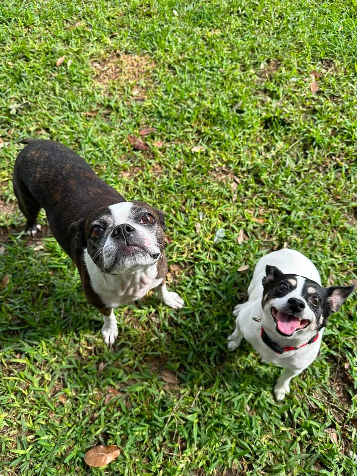 Privileged Paws Inn