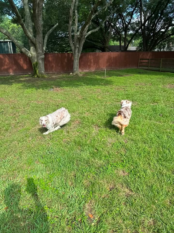Privileged Paws Inn