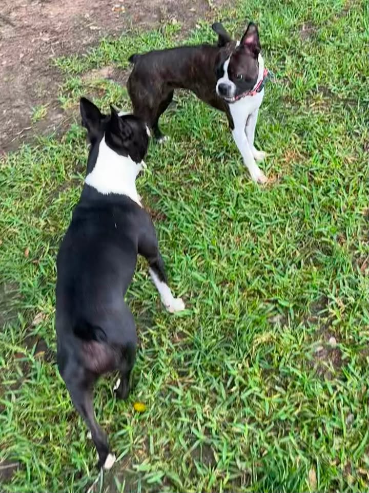 Privileged Paws Inn